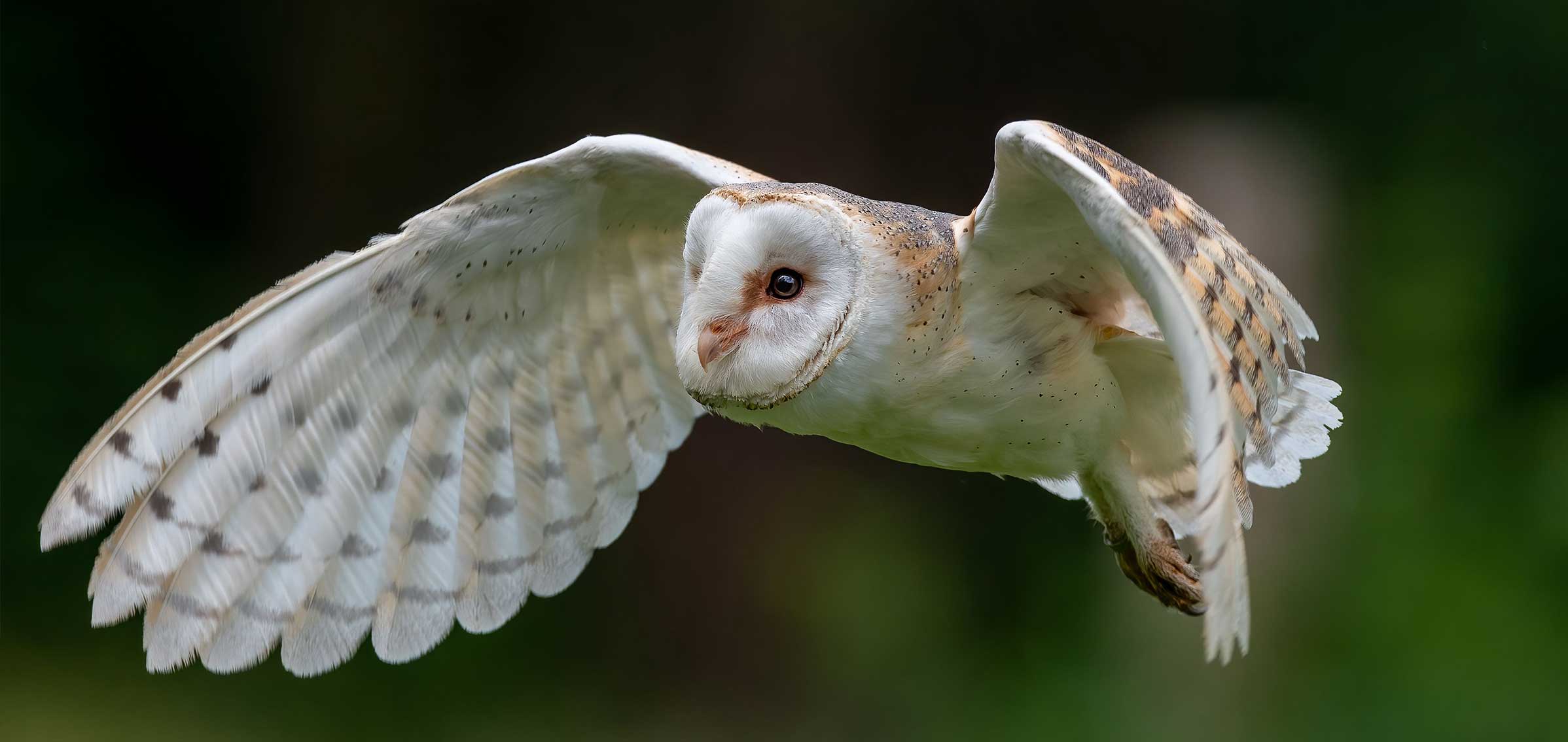Barn Owl
